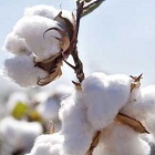75th Plenary Meeting of ICAC focuses on key issues facing cotton