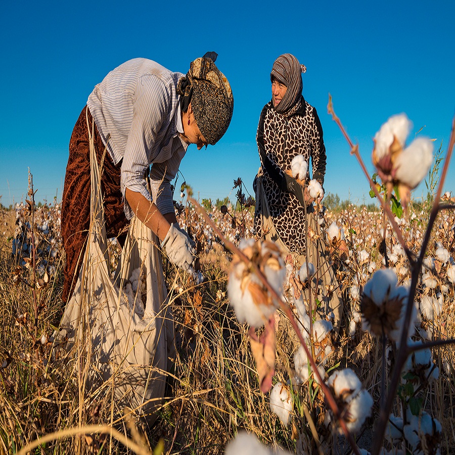 Cotton-forced labour 3