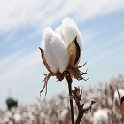 China, India and other top cotton producing countries