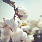 Cotton or organic cotton the fight for sustainability