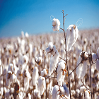 Cotton production to recover this year in the US