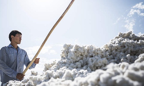 Environmental impact of cotton