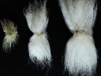 First step taken toward epigenetically modified cotton