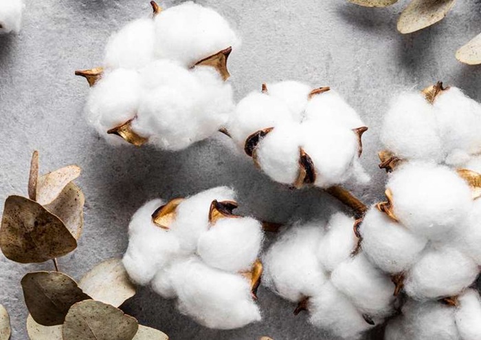 From field to fiber, Bharat CottonNet is closing India’s cotton value gap