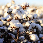 Gauging sustainable expanse of cotton