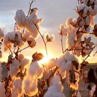 Global cotton prices move down market