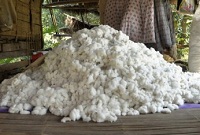 India’s growing expanse of sustainable cotton farming