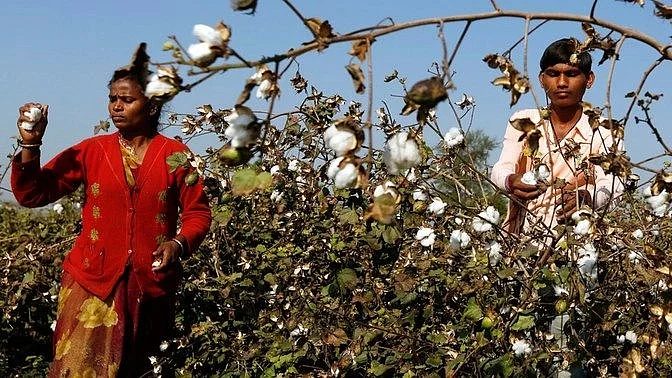 Cotton at a Crossroads: Geopolitics, trade shifts, and the global balancing act