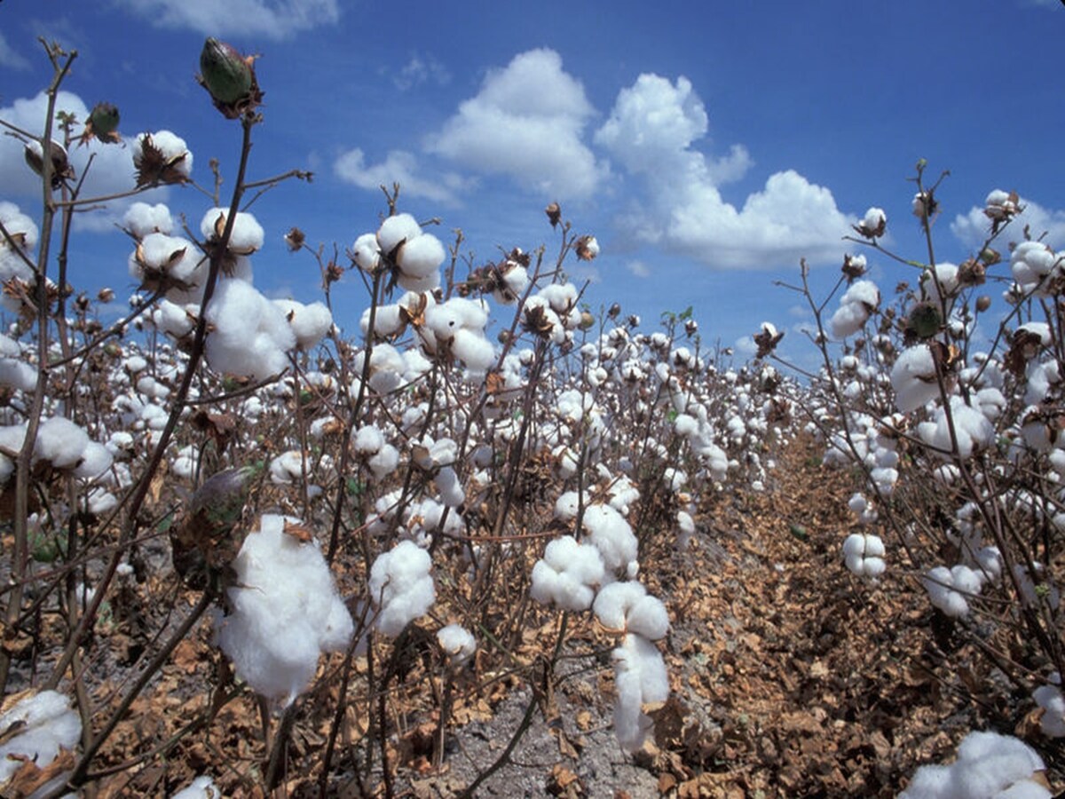 The BIS Dilemma: Is India’s cotton policy unravelling its export dream?