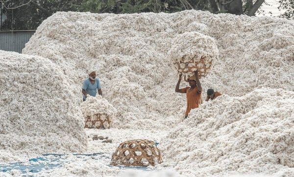 Beyond price rallies structural reform can strengthen India’s cotton economy