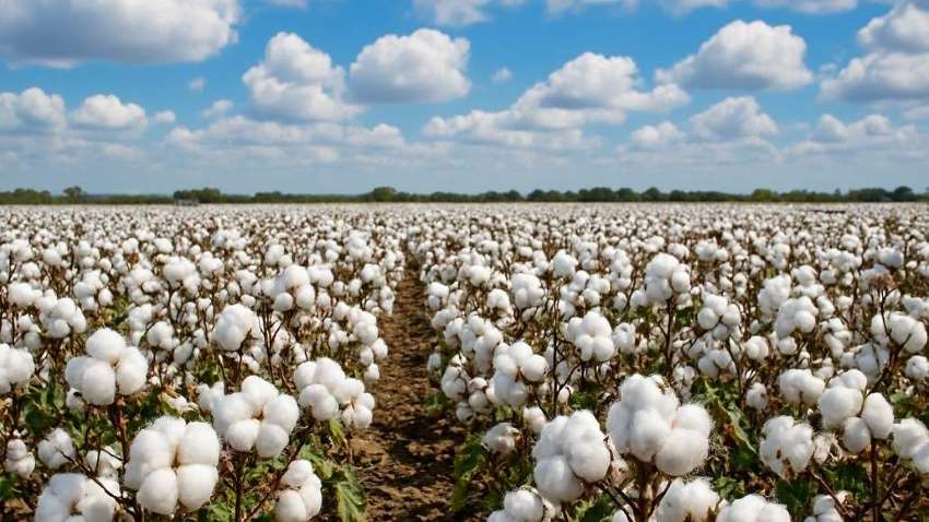 Global cotton output declines, raising stakes for spinners and fabric makers