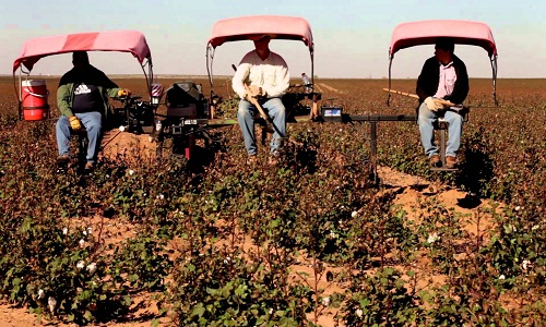 TPP Withdrawal US cotton farmers could be ultimate losers