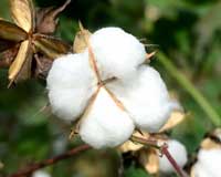 Technology changing the dynamics of cotton crop