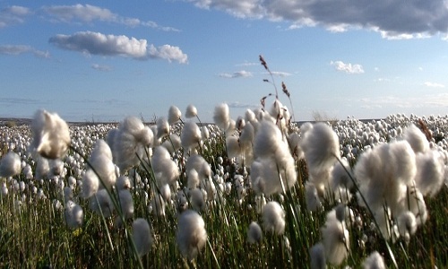 Top global companies falter in cotton