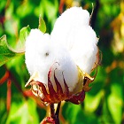 Top global companies falter in cotton sustainability standards 