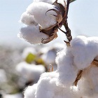 USDA ups the cotton crop production range