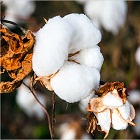 Vietnam’s cotton demand sees an upsurge for 6th consecutive year