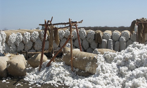 cotton harvest