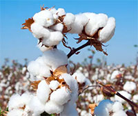 Arvind in India redefines cotton cultivation with new initiatives
