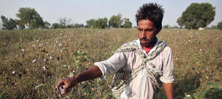 As global cotton demand falls, Indian farmers switch to other crops