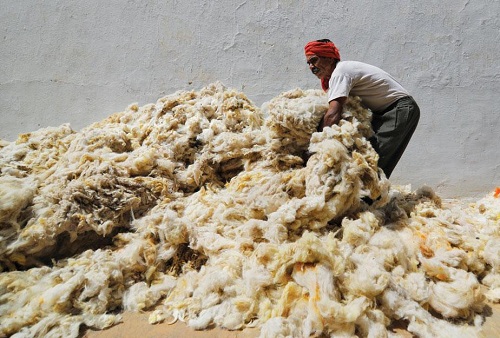 Awareness tech adoption can boost Indias wool industry