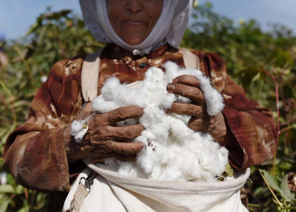 Better Cotton and Cotton Egypt Association Partner for Sustainable Egyptian Cotton