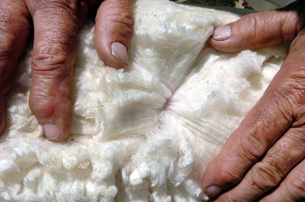 British Wool confident of continued recovery in wool market through 2022