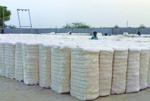 CAI increases Indias cotton estimate for new season consumption