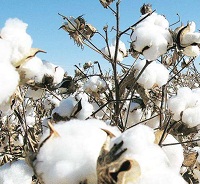 CAI increases Indias cotton estimate for new season consumption to rise