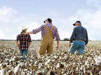 Chinas strategic procurement of US cotton