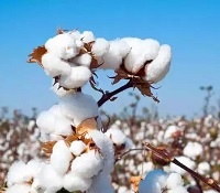 Coronavirus epidemic likely to dampen global cotton