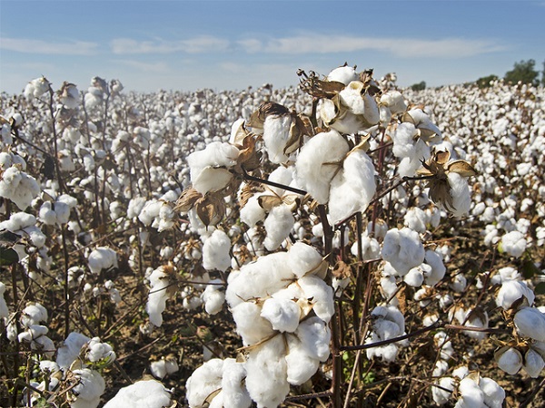 Cotton import bill up 200 per cent