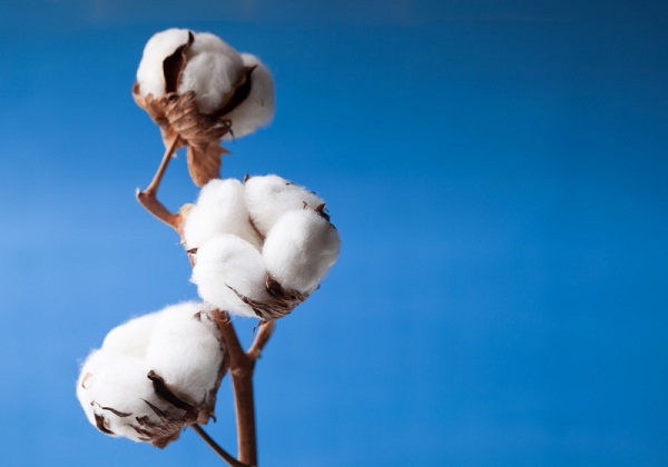 Demand for CmiA-certified cotton surpasses previous records
