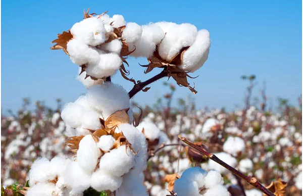 Depleting forex reserves, rising interest rates to impact India’s cotton imports
