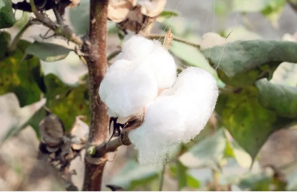 Diversification to MMF a must for Bangladesh for future growth in RMG exports