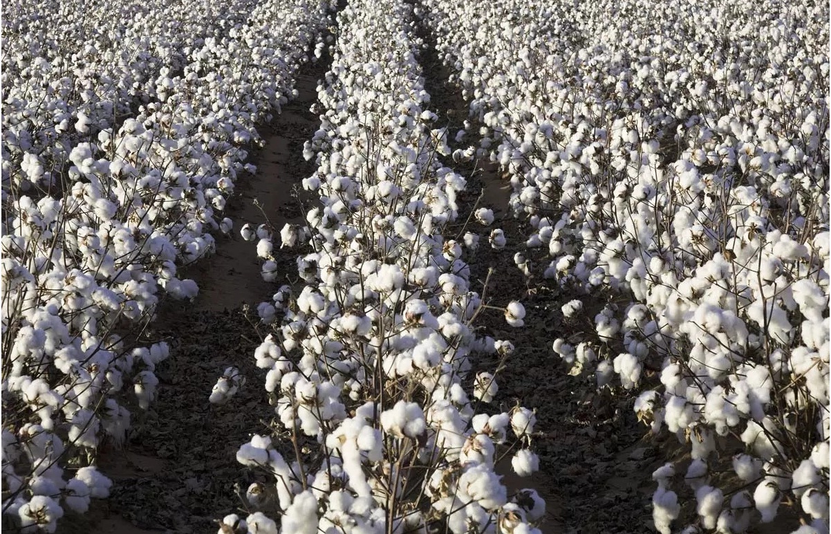 Duty free cotton import ban unsettles Indias cotton industry