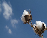 Focus on sustainability as global apparel brands shift to eco fibres 002
