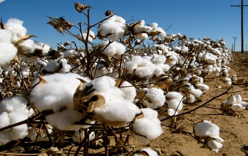 Global demand rising prices augur well for Indian cotton this year