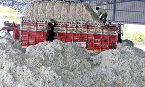 Increasing cotton exports boosts profit margins 001