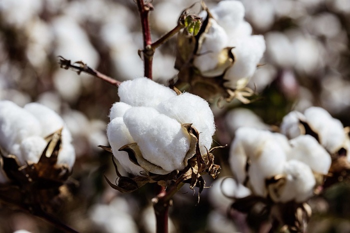 India: Government to address rising cotton price issues