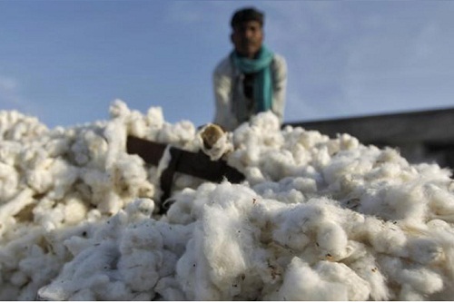 India Take action against MCX NYCE speculators urge cotton
