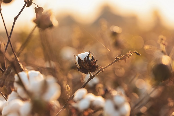 Indian cotton costlier despite lower global demand