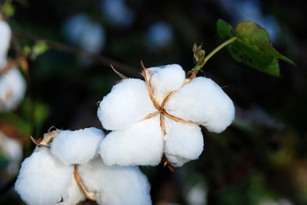 India’s cotton being competitively priced to match global levels