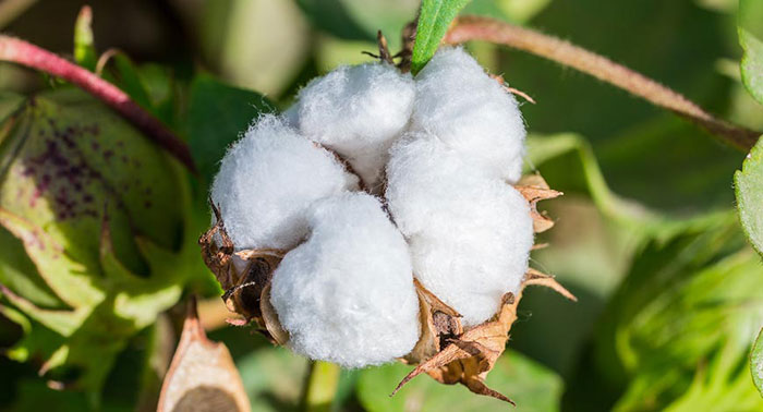Indias cotton production drops 1.37 per cent in 2020 21 as MSP is increased