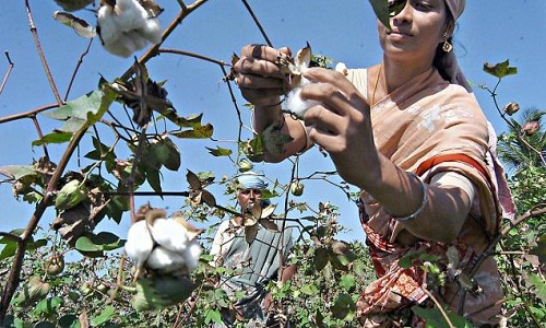 Indias cotton production to grow 7.25 per cent this year 001