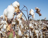 Indias cotton production to grow 7.25 per cent this year 002