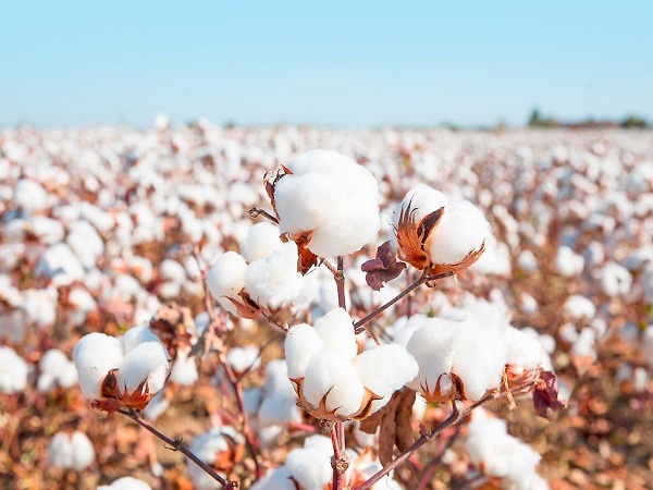 India’s cotton stocks to decline by 12 lakh bales in FY2021-22: CAI