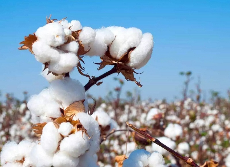 Indias yarn exports expected to surge as fabric exports remain stable