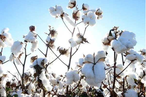 Industry experts concerned about fluctuations in Indias cotton prices