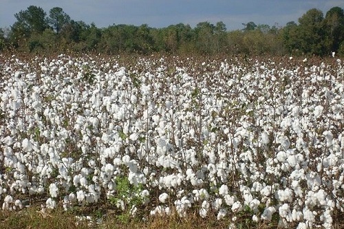 Its time for brands to ensure transparency in cotton supply
